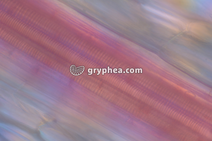 Vaisseaux conducteurs Poireau CL x100 - gryphea.com